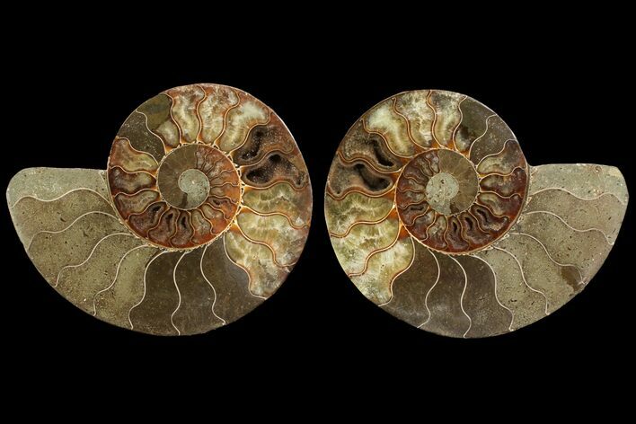 Agatized Ammonite Fossil - Madagascar #111529